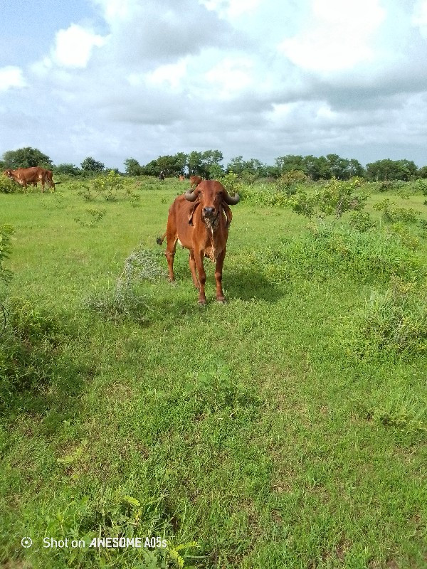 ઓરીજનલ ગીર હોડક...