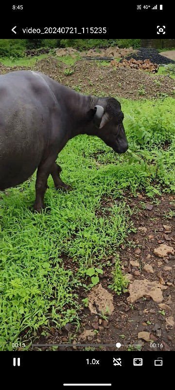 વેચ