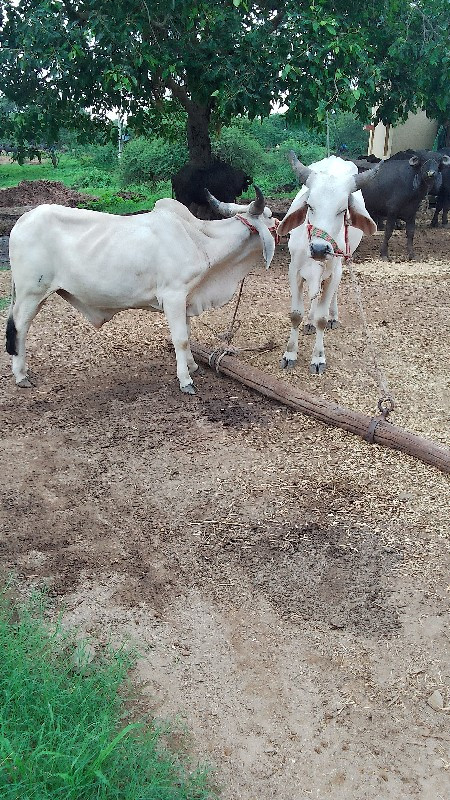 ગોઢલા વેશવાનાશે