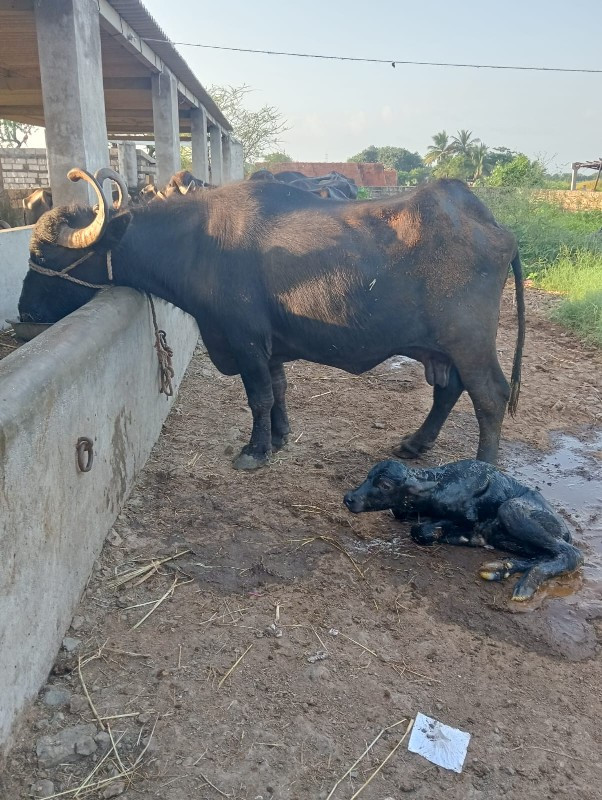 પદર દીવસ ની વીઈ...