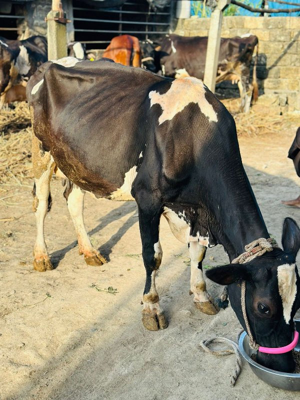 ગાય વેસવા ની છે