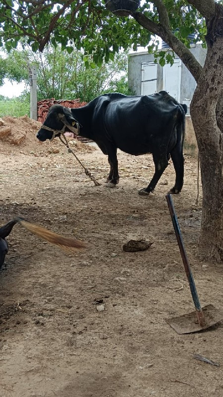 વેચવાનું છે