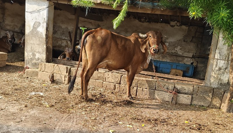 ગાય વેચવાની છે