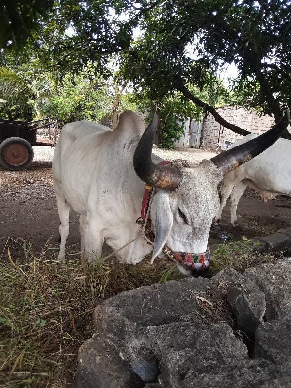 ગોઢલા વેચવાના છ...