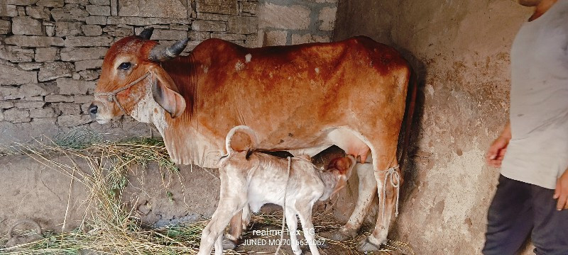 પેલું વેતર ઓડકી...