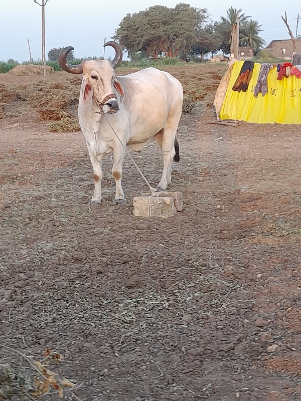 બળદ વેસવાનો સે