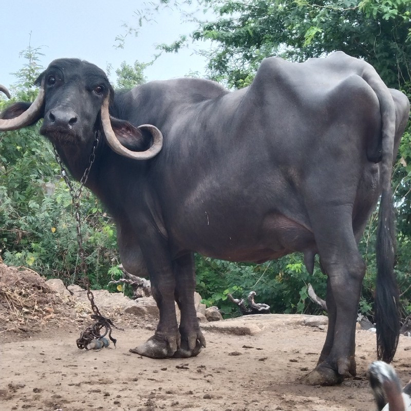 ભેંશ વેચવાની છે