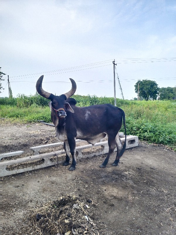 ગોઢલો વેચવાનો છ...