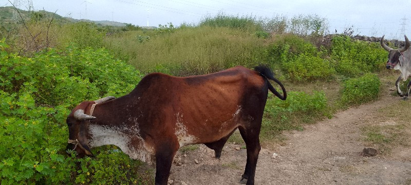 ગોઢલા વેચવાના છ...