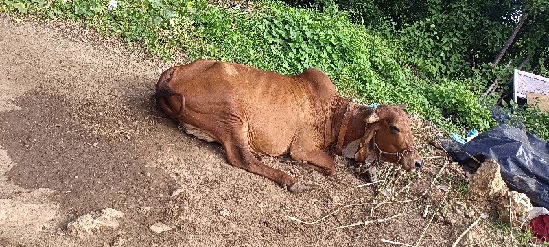 ગાય