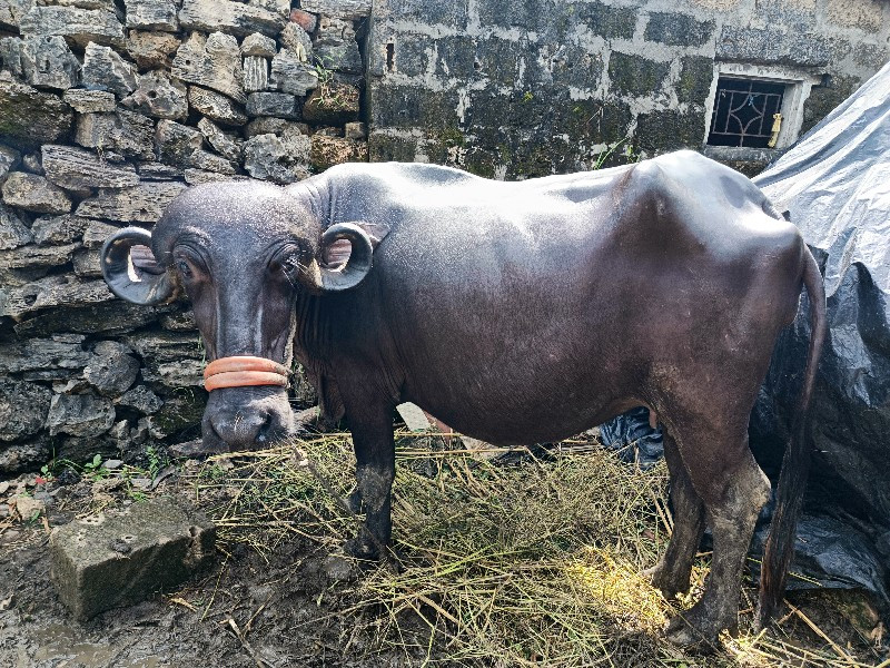 જાફરાબાદી કુઢી