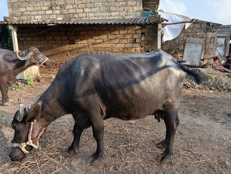 ભેંસ વેચવાની છે...