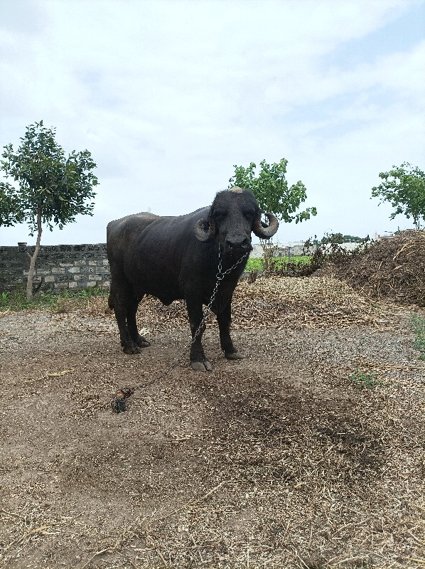 1 વેતર વહાયલ છે...