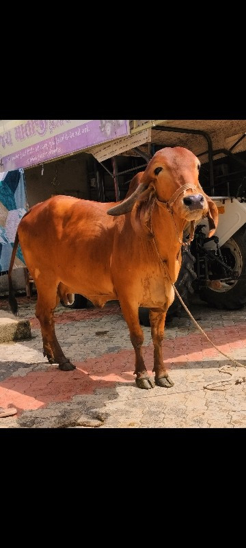 ગીર ગાય વેચવાની...