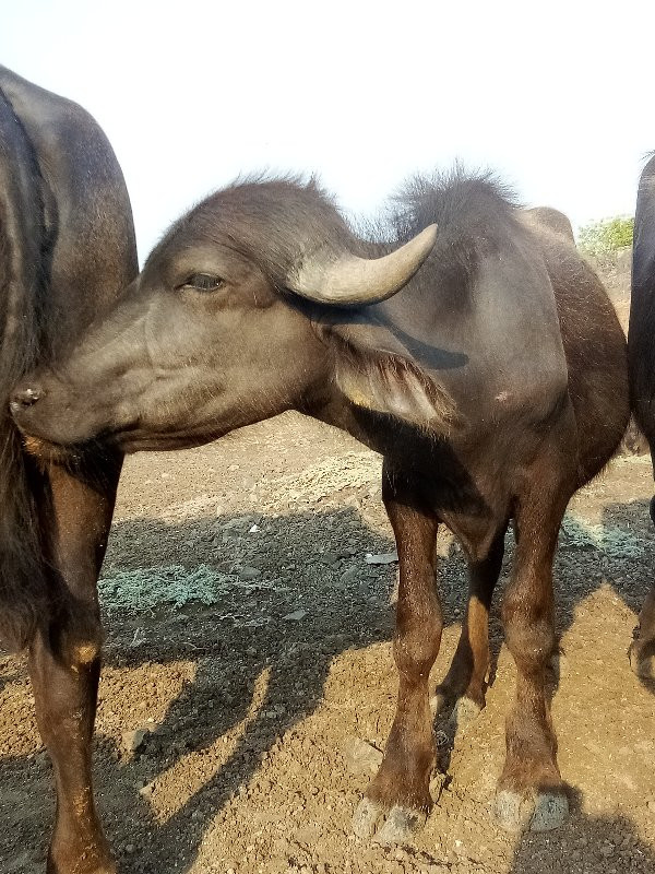 પાડો વૅચવાનો છૅ...