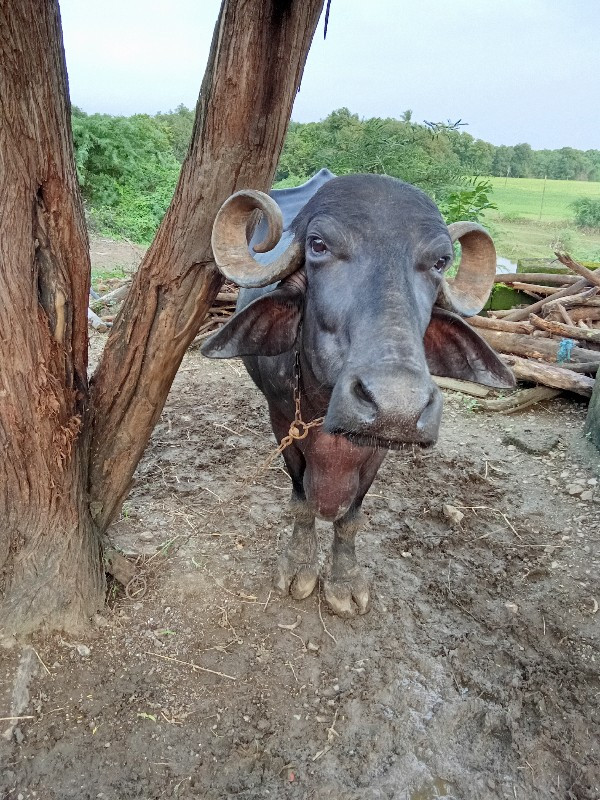 ભેંશ.  વેચવાની....