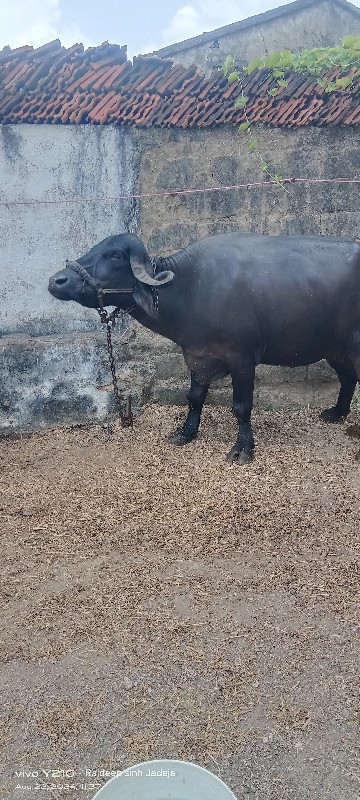 બિજુ વેતર વિયાસ...