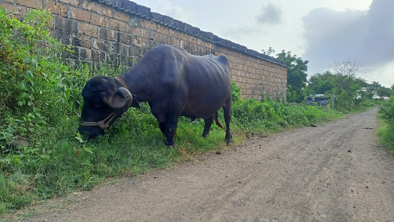 ભેંસ વેચવાની છે