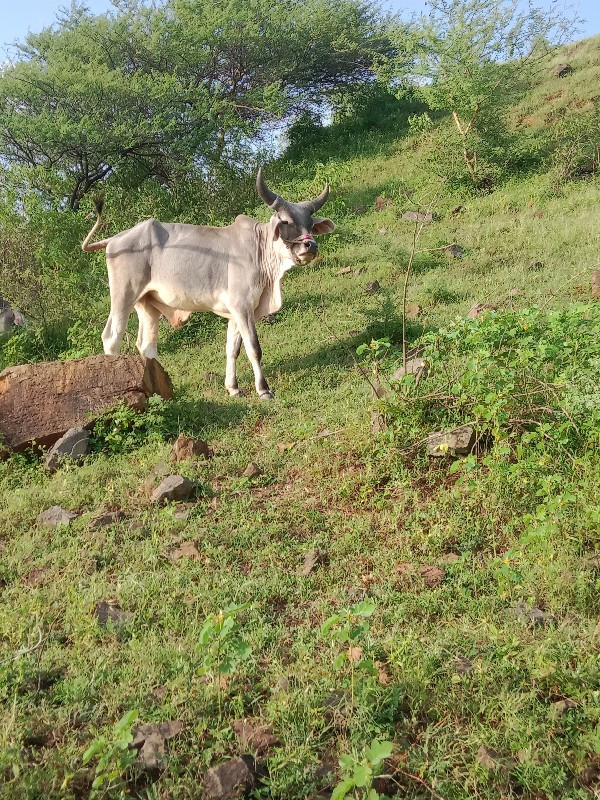 બળદ વેચવાના છે