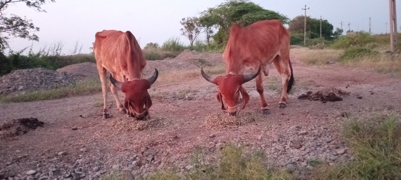 બળદ વેચવાના છે