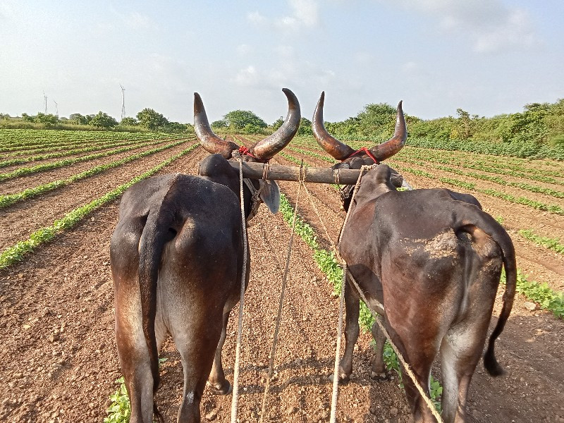 ગોઢલા વેચવાના છ...