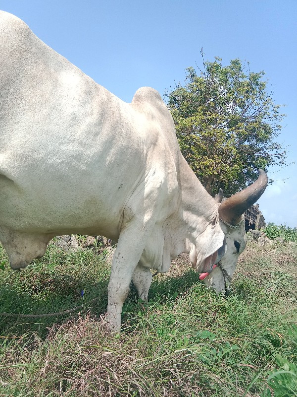 બળદ વેચવાના છે