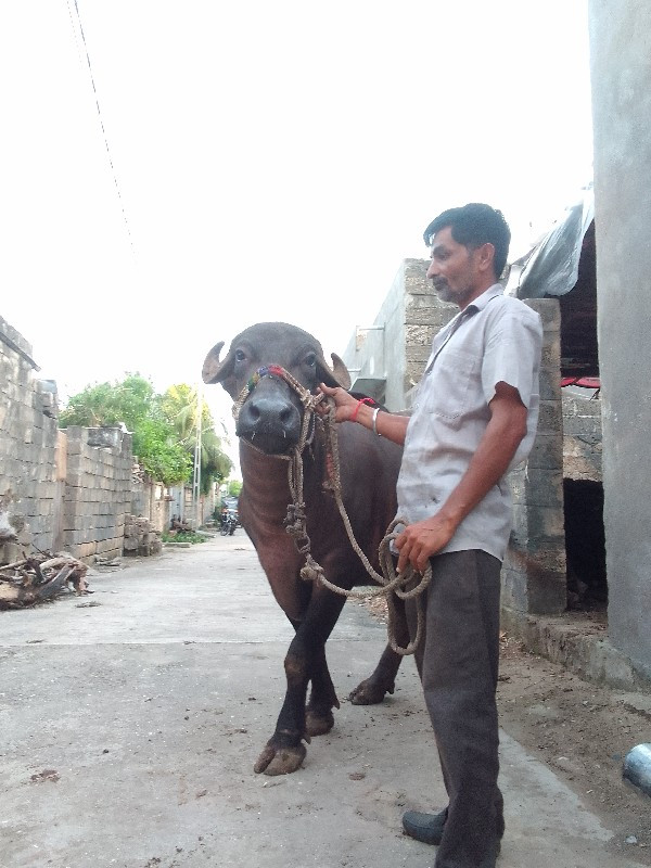 ખડેલી વેંચવાની...