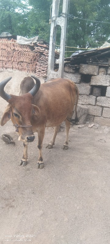 ગાય વેચવાની છે