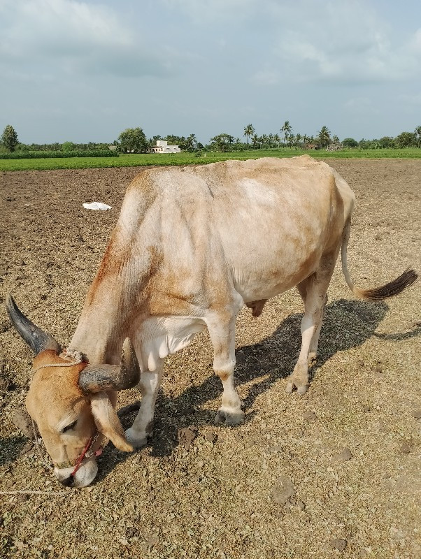 બળદ વેચવાનો છે