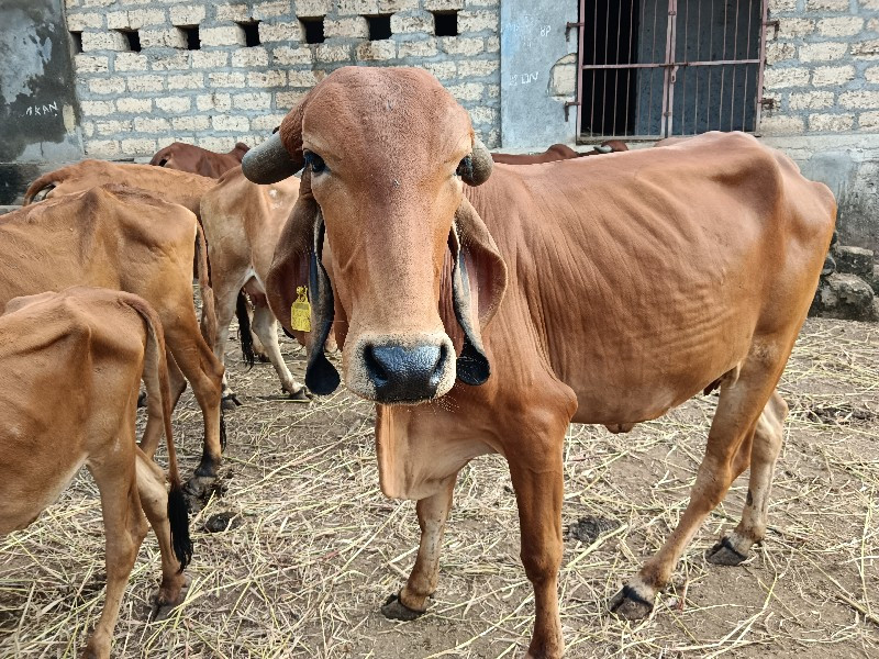 ગાય