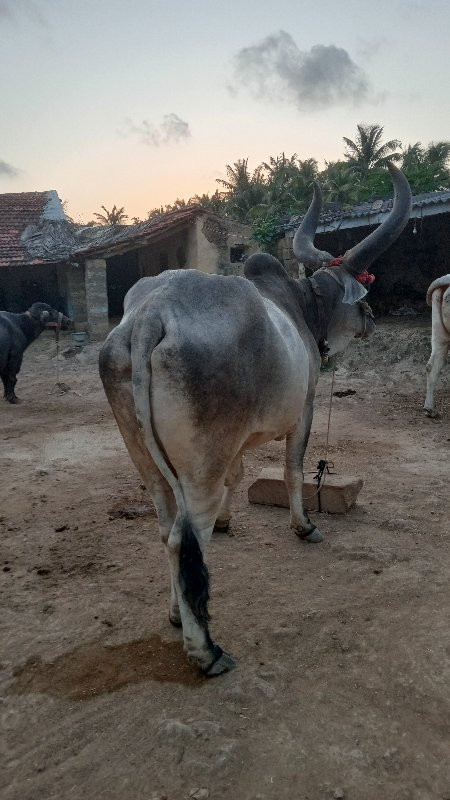 બળદ વેચવાનો છે