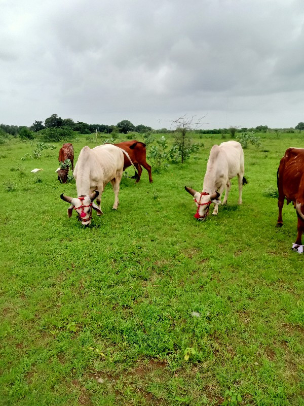 ગોઢલા બળદ