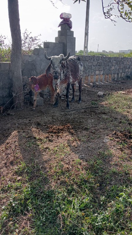 ગાય વેચવાની