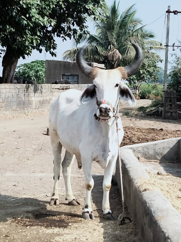 બળદ વેચવાનો છે