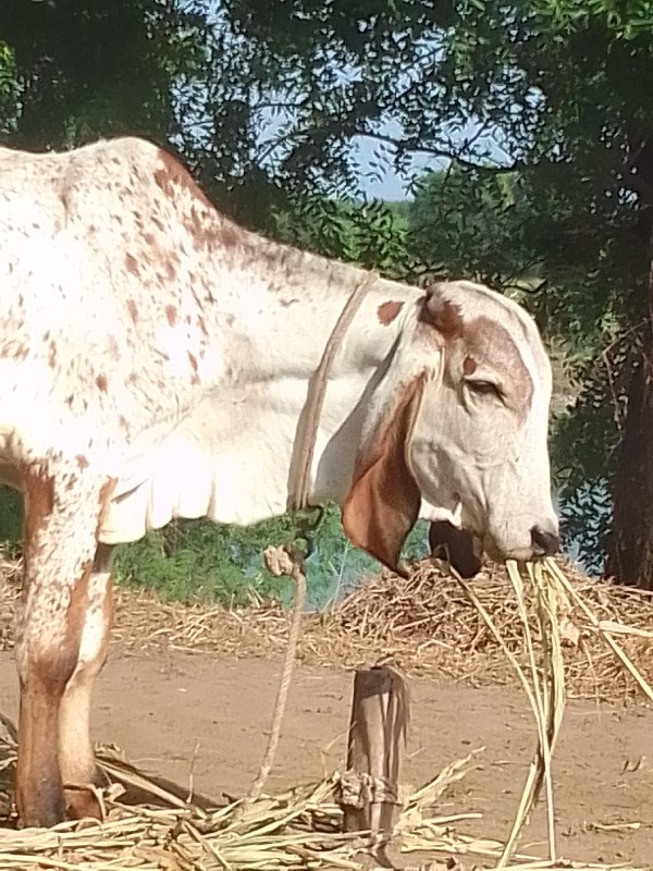 વાસડી