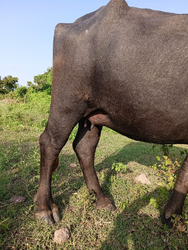 પેલુ વેતર છે