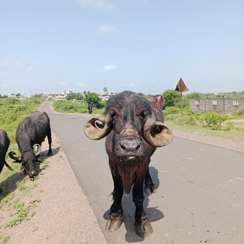 ભેંસ વેચવાની છે...