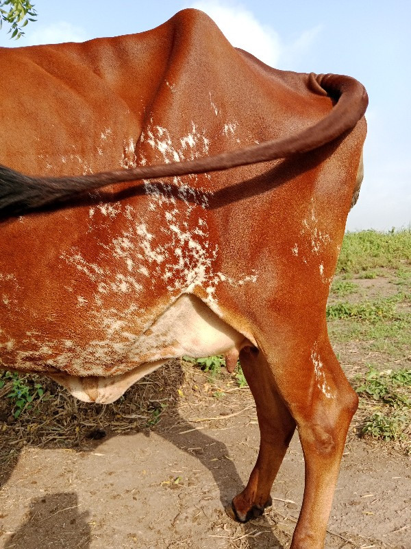 ગાય વેચવાની છે...