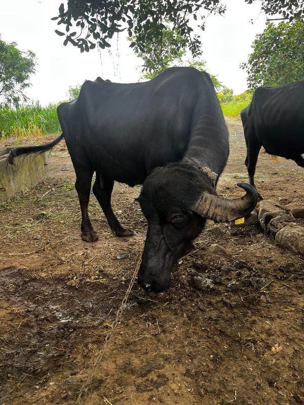 ભેંશ વેચવાની