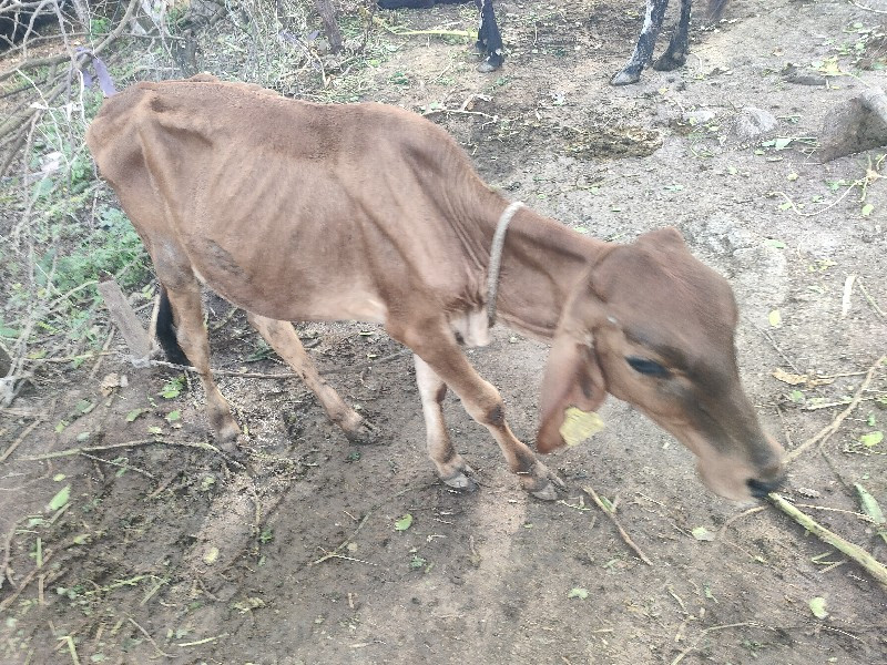 જર્સી  વાસડી દે...