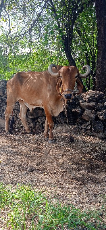 બળદ વેચવાના છે