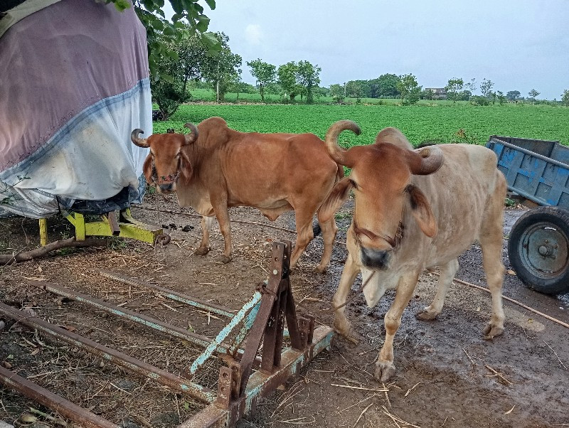 બળદ વેચવાના છે