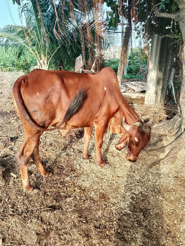 બળદ વેચવાના છે