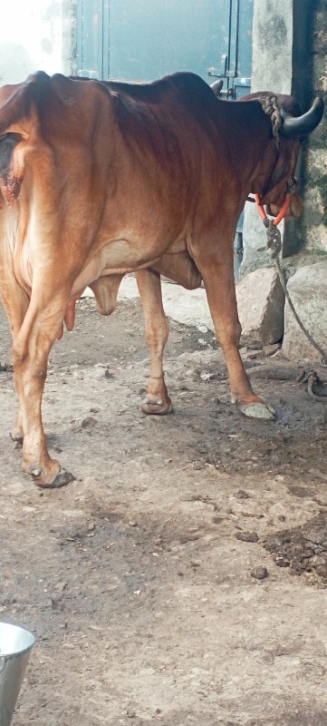 સોન કપિલા ગાય વ...