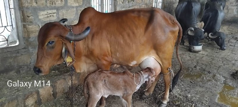 ગાય વેચવાની છે