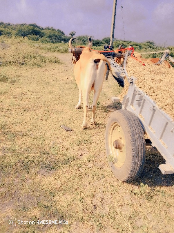 બધા ફોટા નાખેલી...