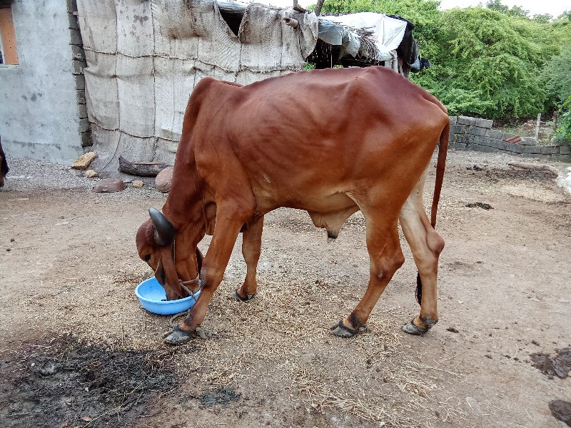 બળદવેસવાનોછે