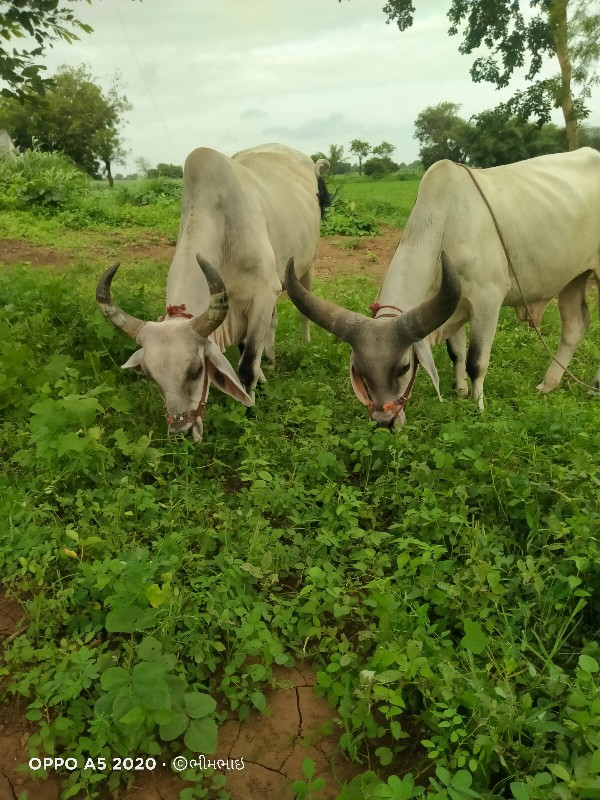 બળદ વેચવાના છે