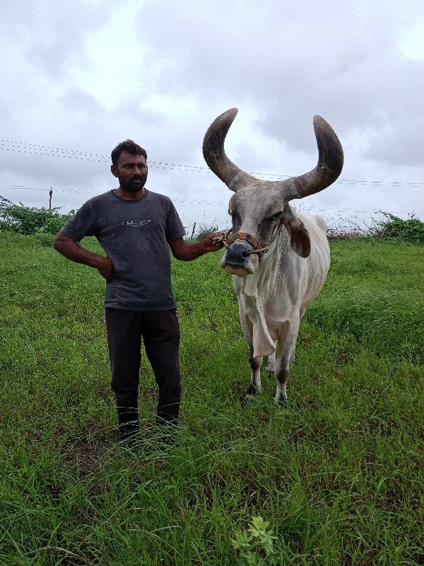 બળદ વેસ્વના સે