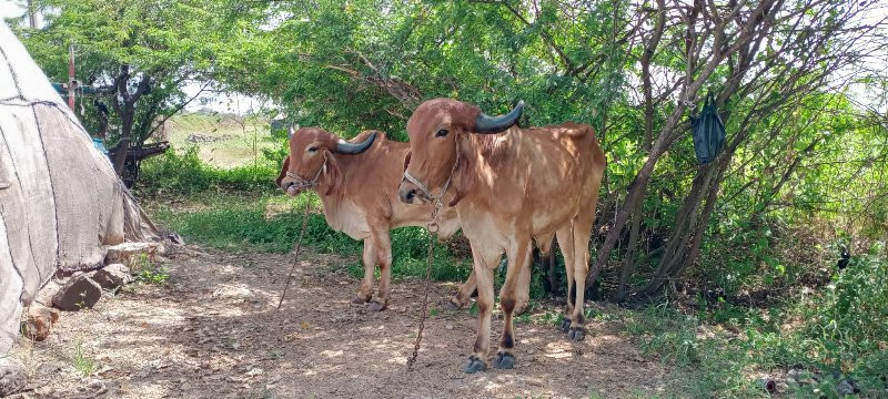 બળદ